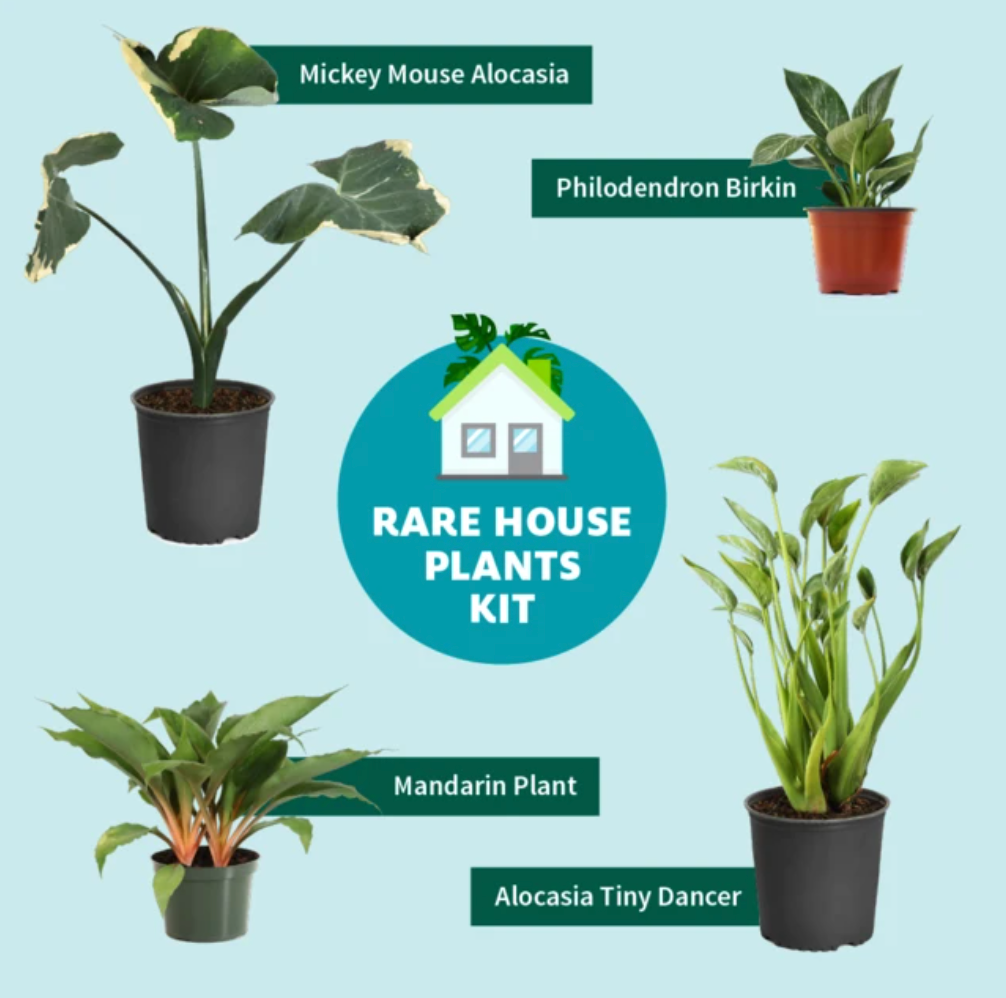 Rare House Plants Kit