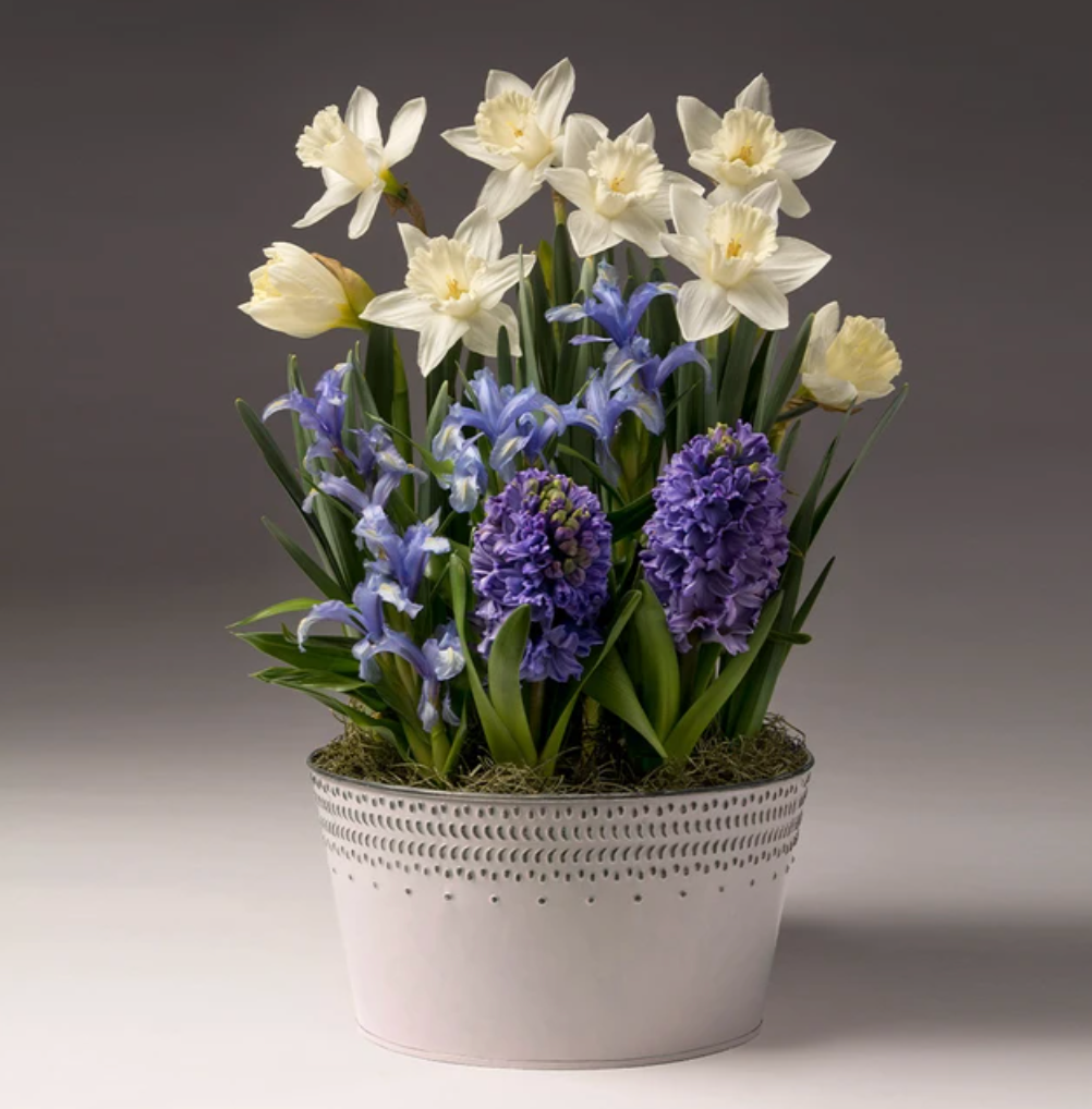 White Narcissus with Blue Hyacinth and Iris