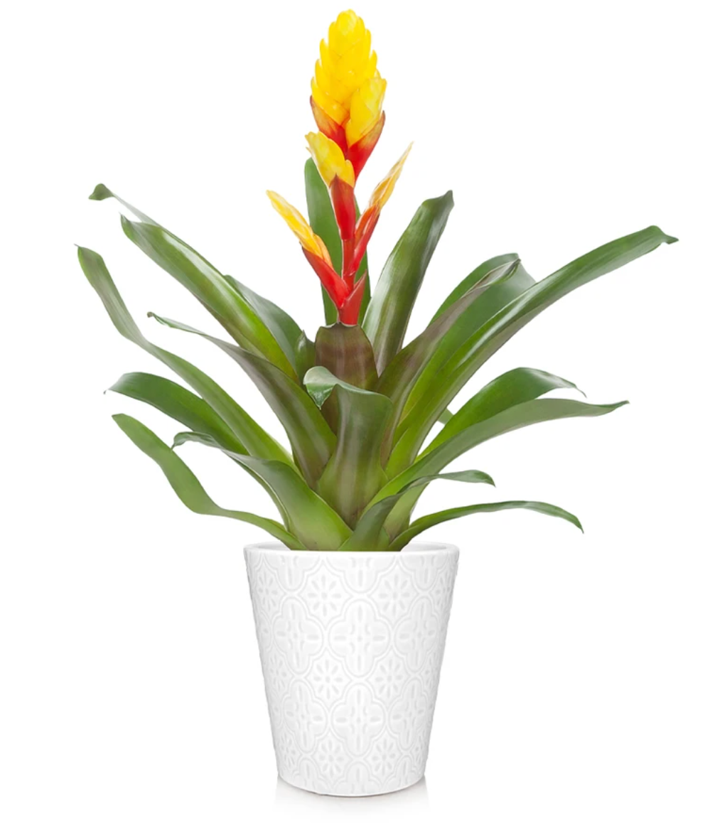 Bromeliad Plant