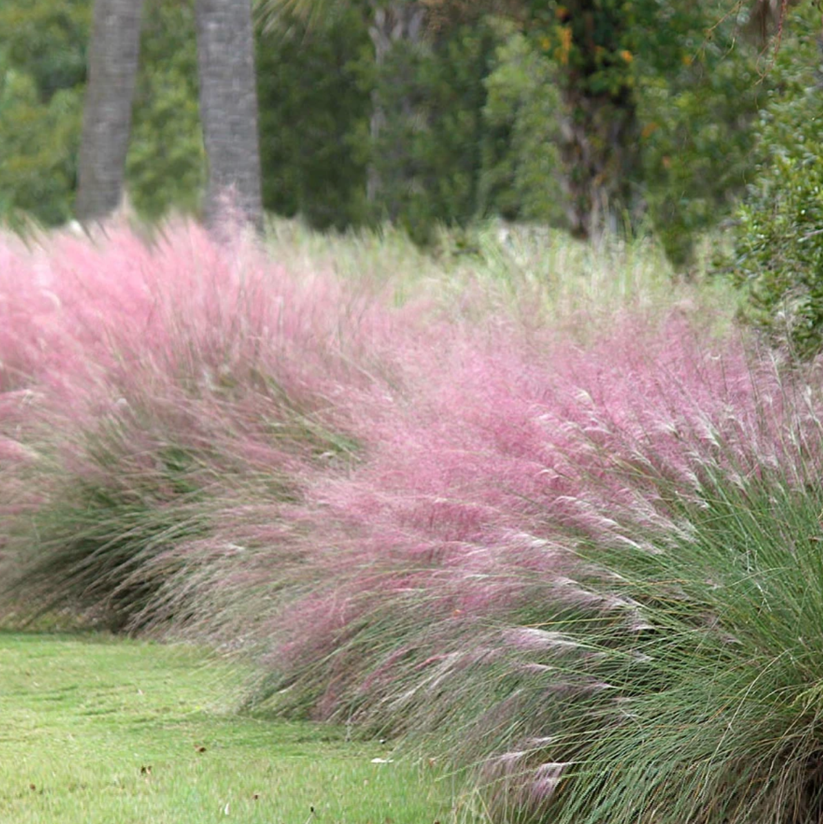 Pink Muhly Grass