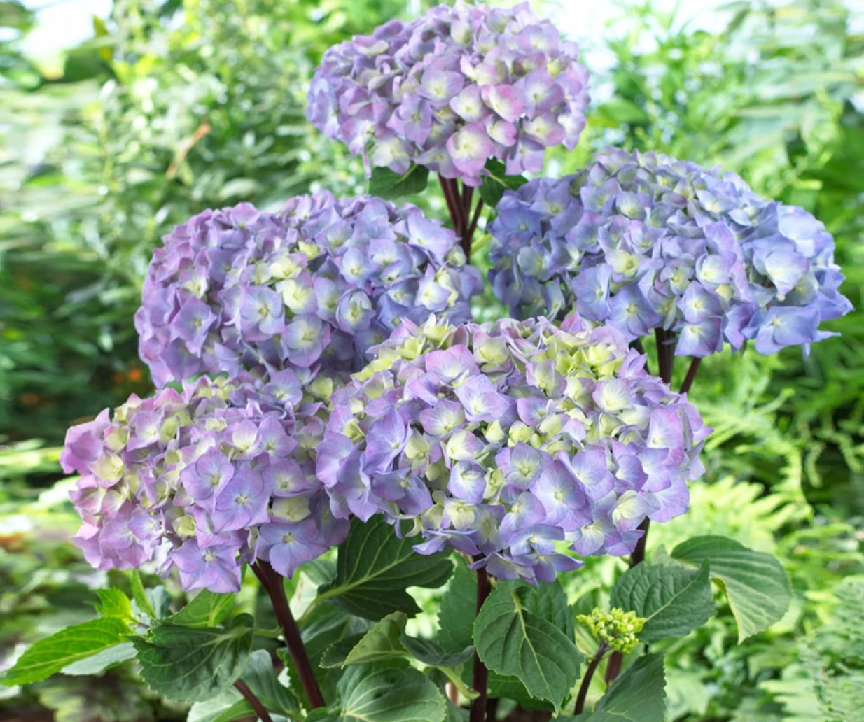 Peacock Hydrangea