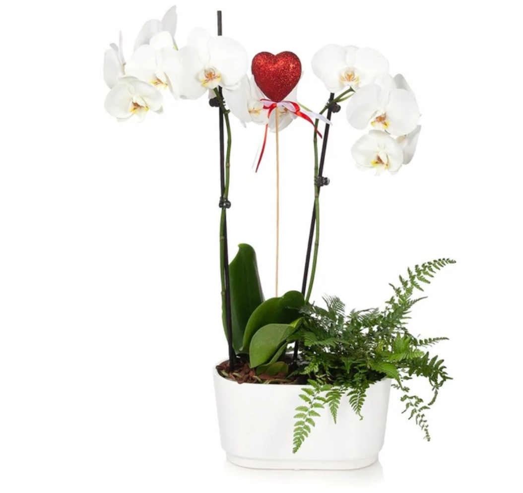 Gianna White Orchid and Fern