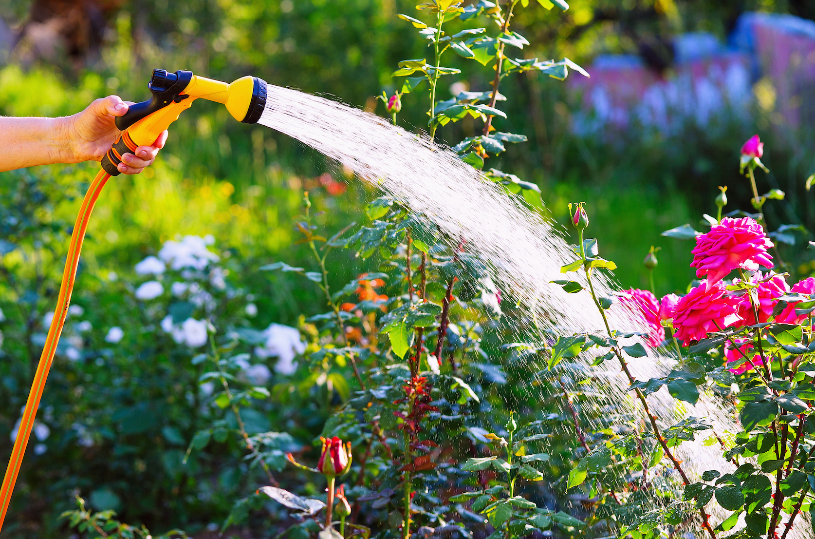 watering