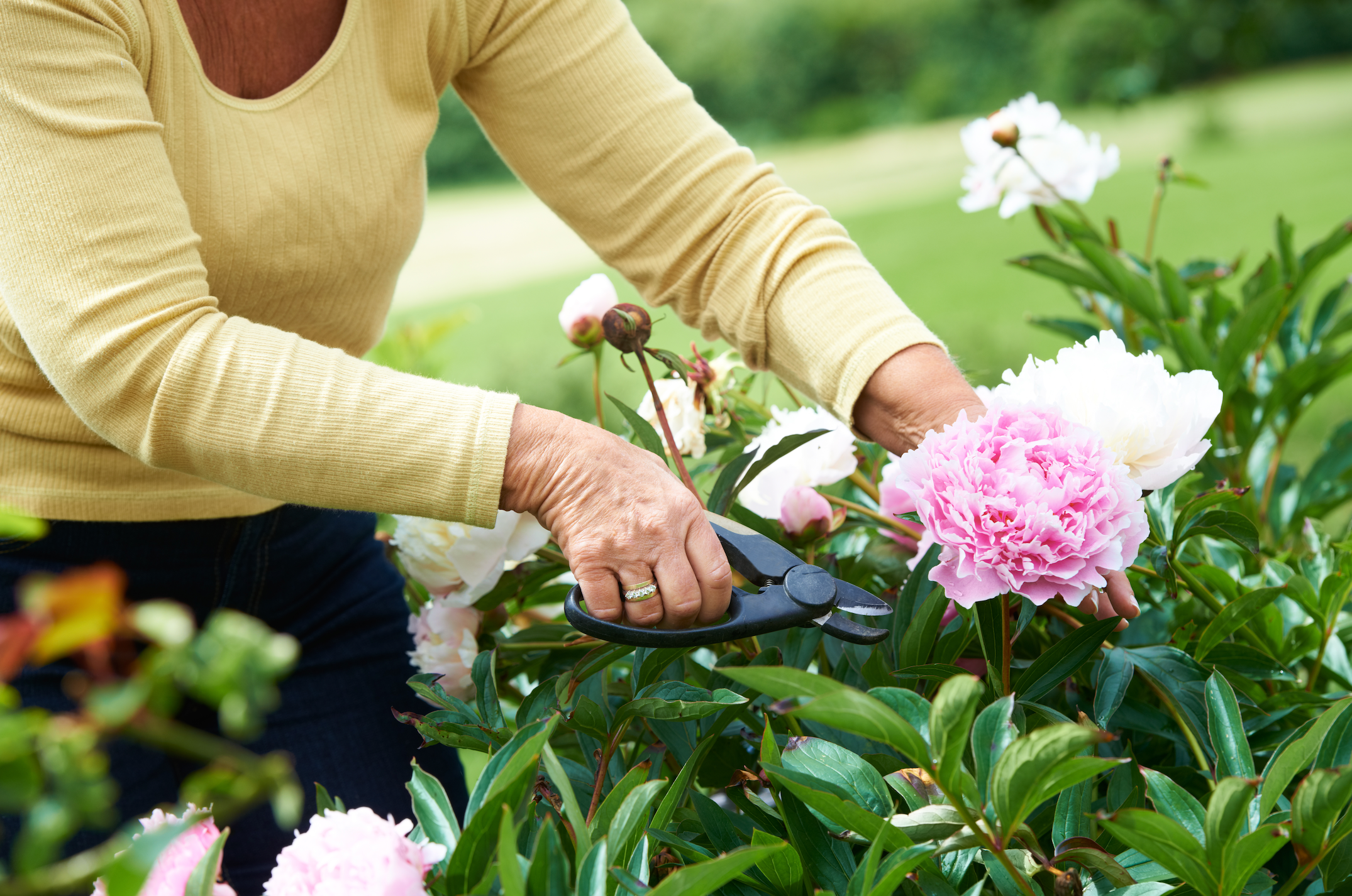 pruning