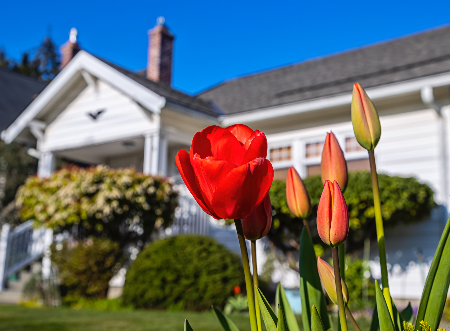 tulips