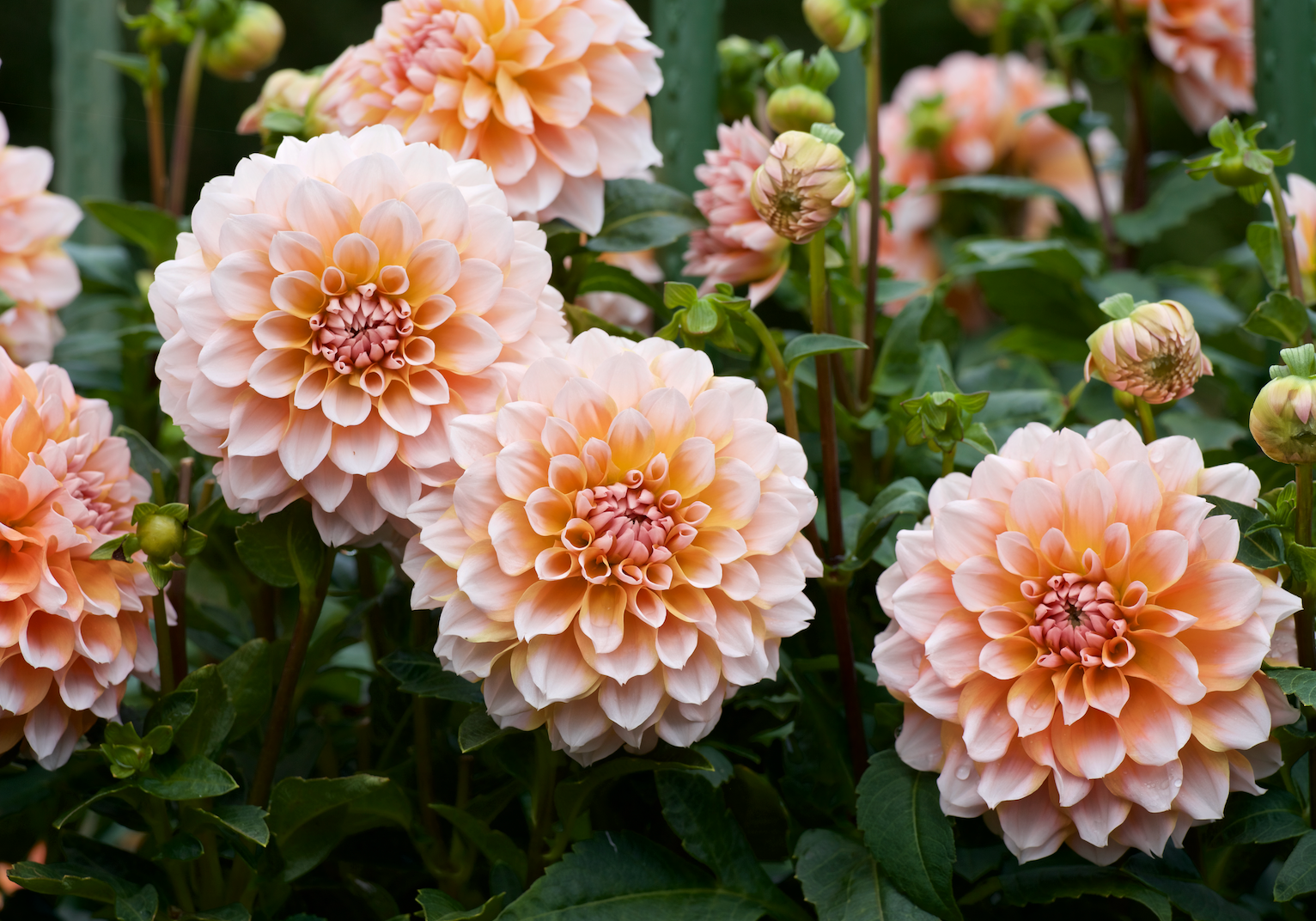 dahlias