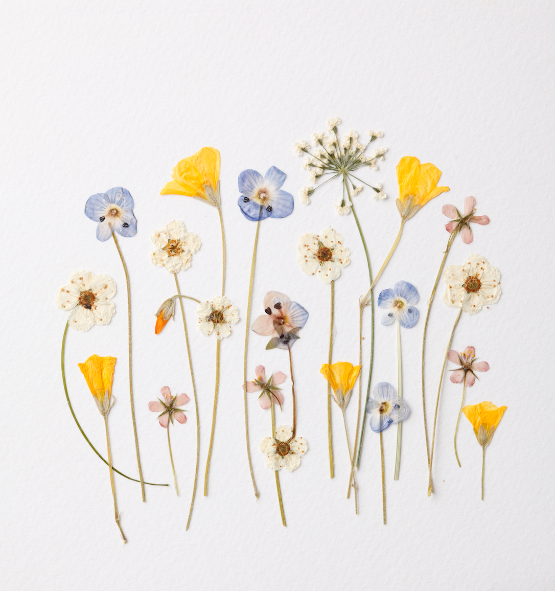 pressed flowers