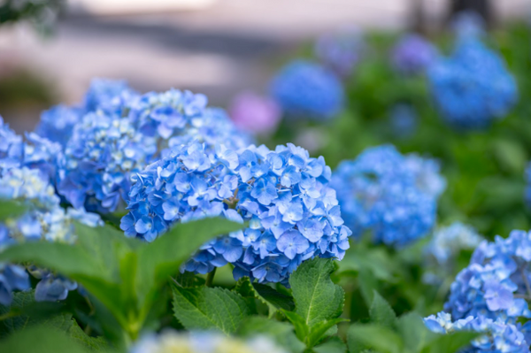 Nikko Blue Hydrangea