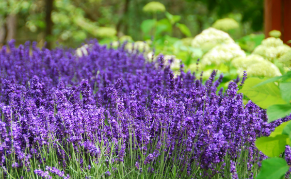 Hidcote Purple Lavender