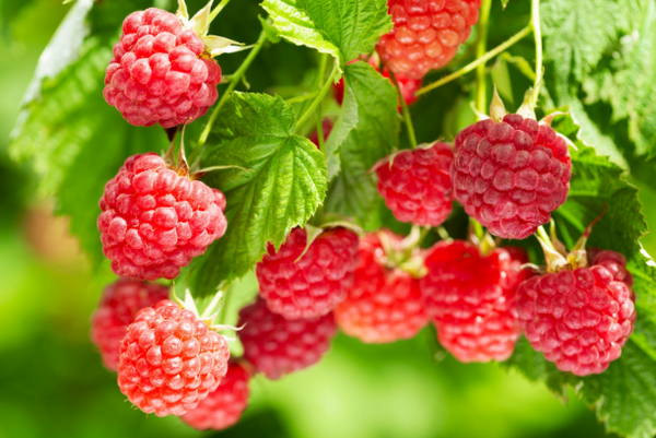 Heritage Raspberry Bush