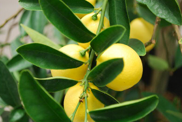 Limequat Citrus Tree
