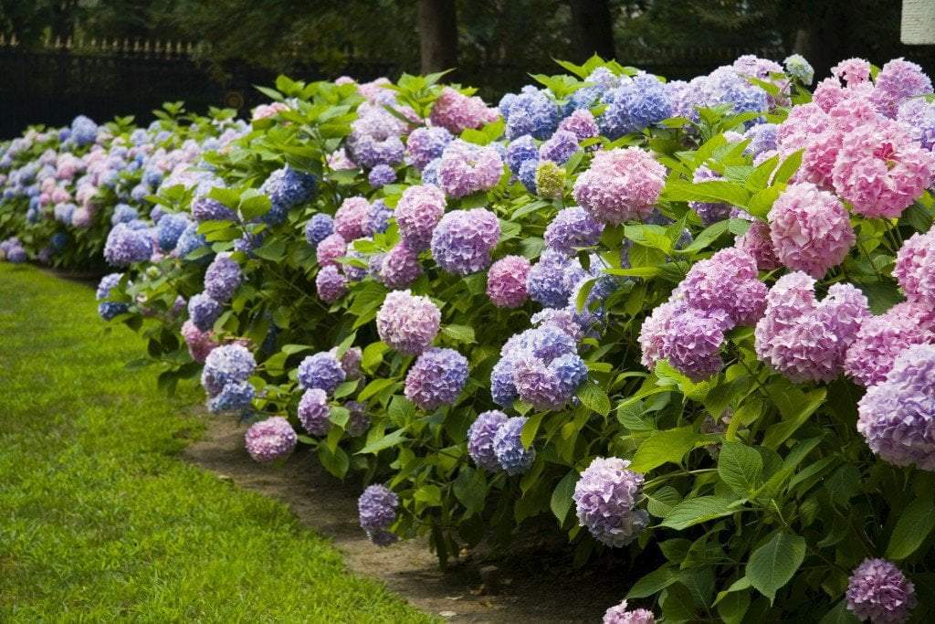 Image of Endless summer hydrangea tree in garden