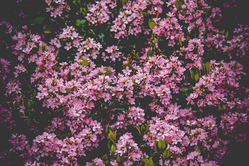 Falling Cherry Blossoms Photo Of To The Ground Backgrounds