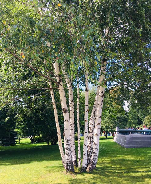 Birch tree branches Stock Photo by SeDmi