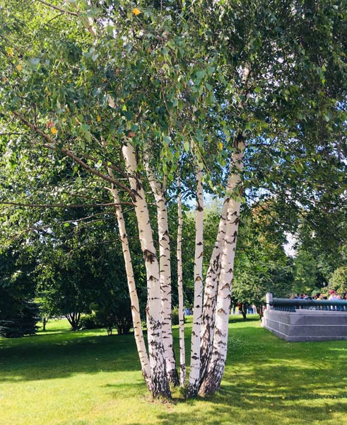 Birch Trees (Betula): Varieties, Care, and Landscaping Tips