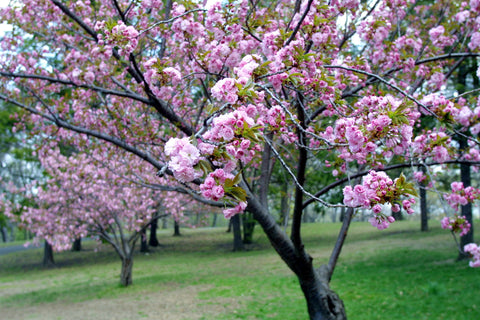 All About Cherry Blossoms: Facts and Planting Tips –