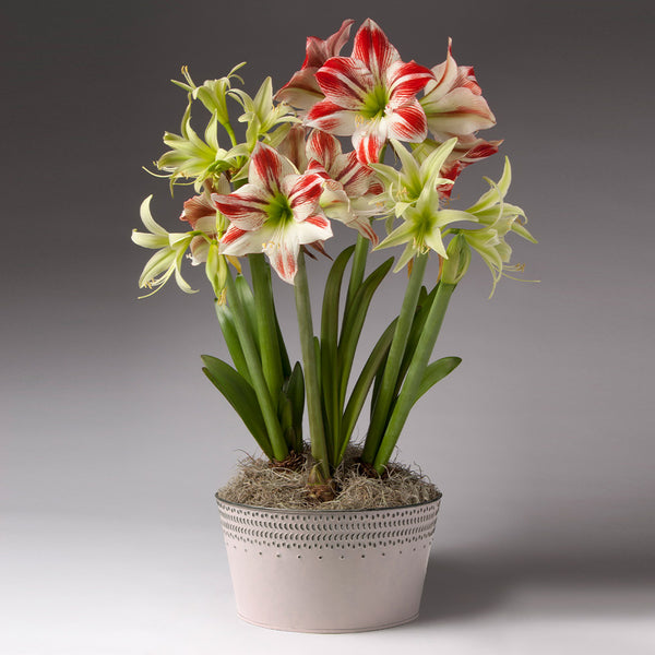 Red and Green Amaryllis Trios for Sale – BrighterBlooms.com