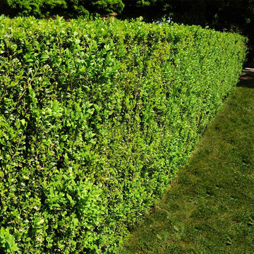 American Boxwoods for Sale | BrighterBlooms.com