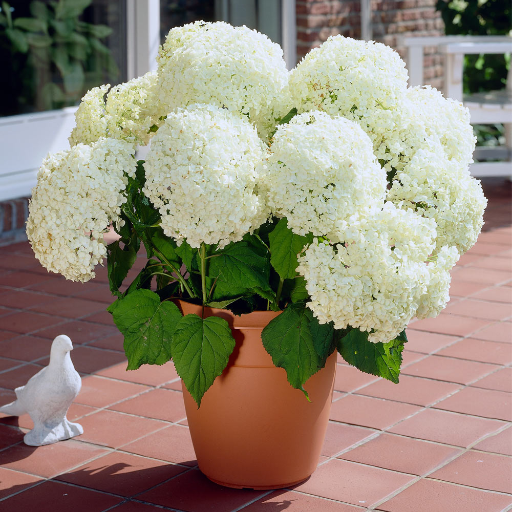 Image of White hydrangea bush for sale