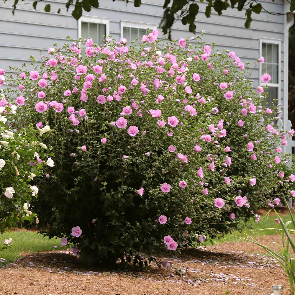 Image of Rose tall inbloom shrub
