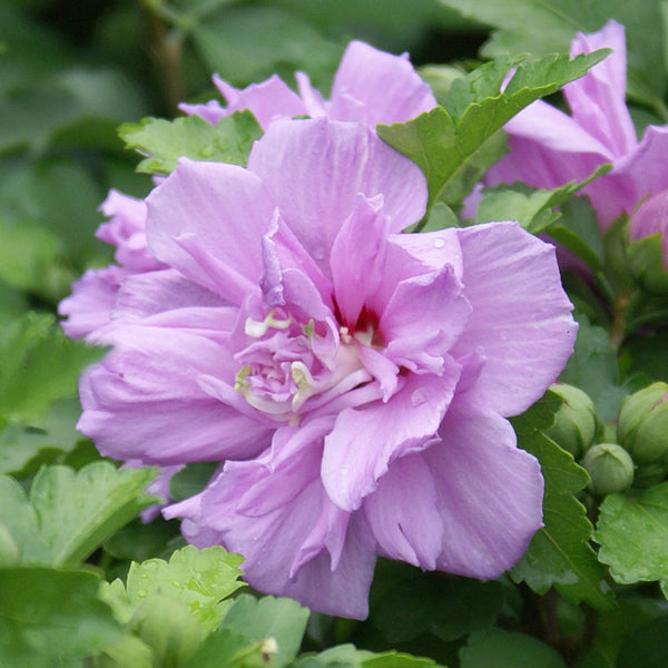 Ardens Rose of Sharon Althea for Sale | BrighterBlooms.com