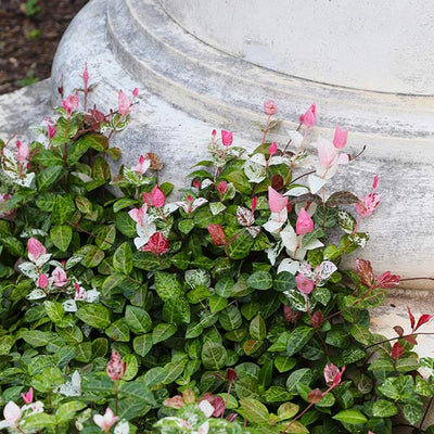 Angel Wing Jasmine - Buchanan's Native Plants