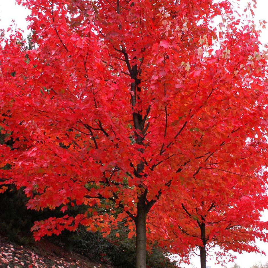 autumn blaze red maple