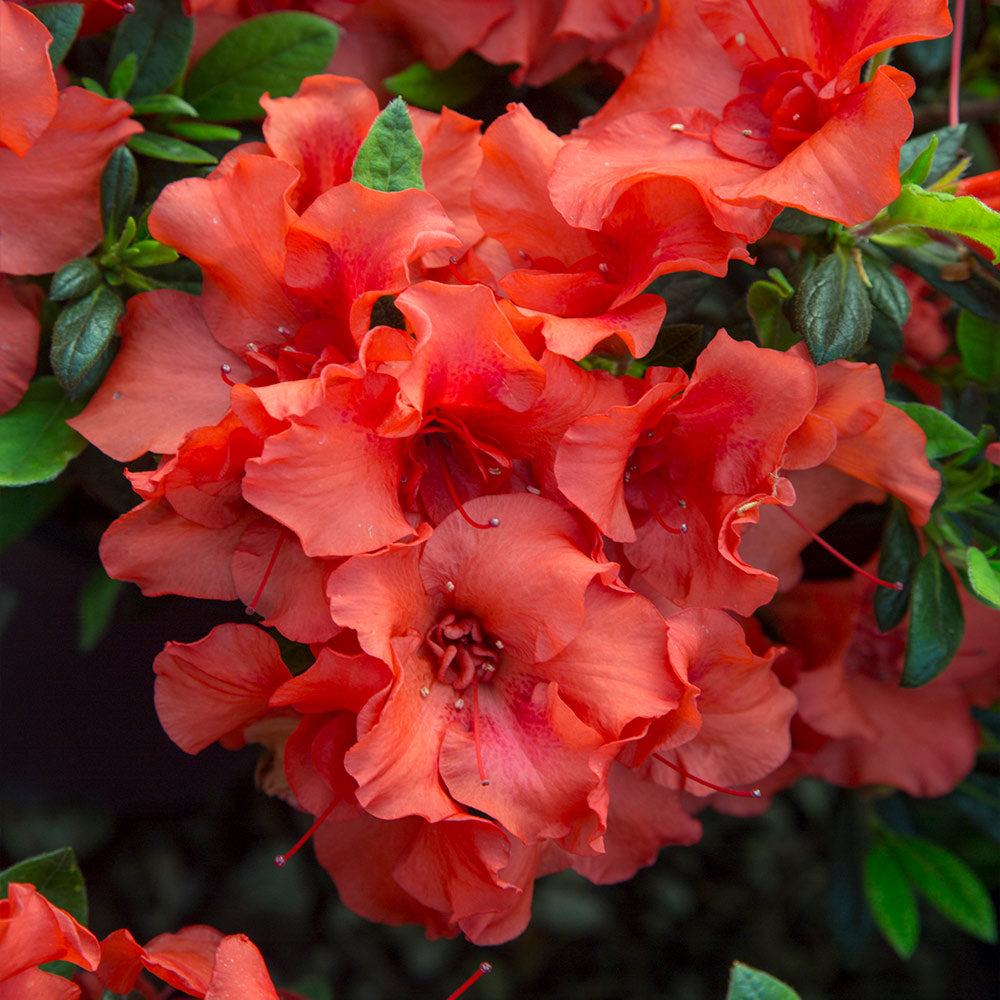 autumn embers azalea