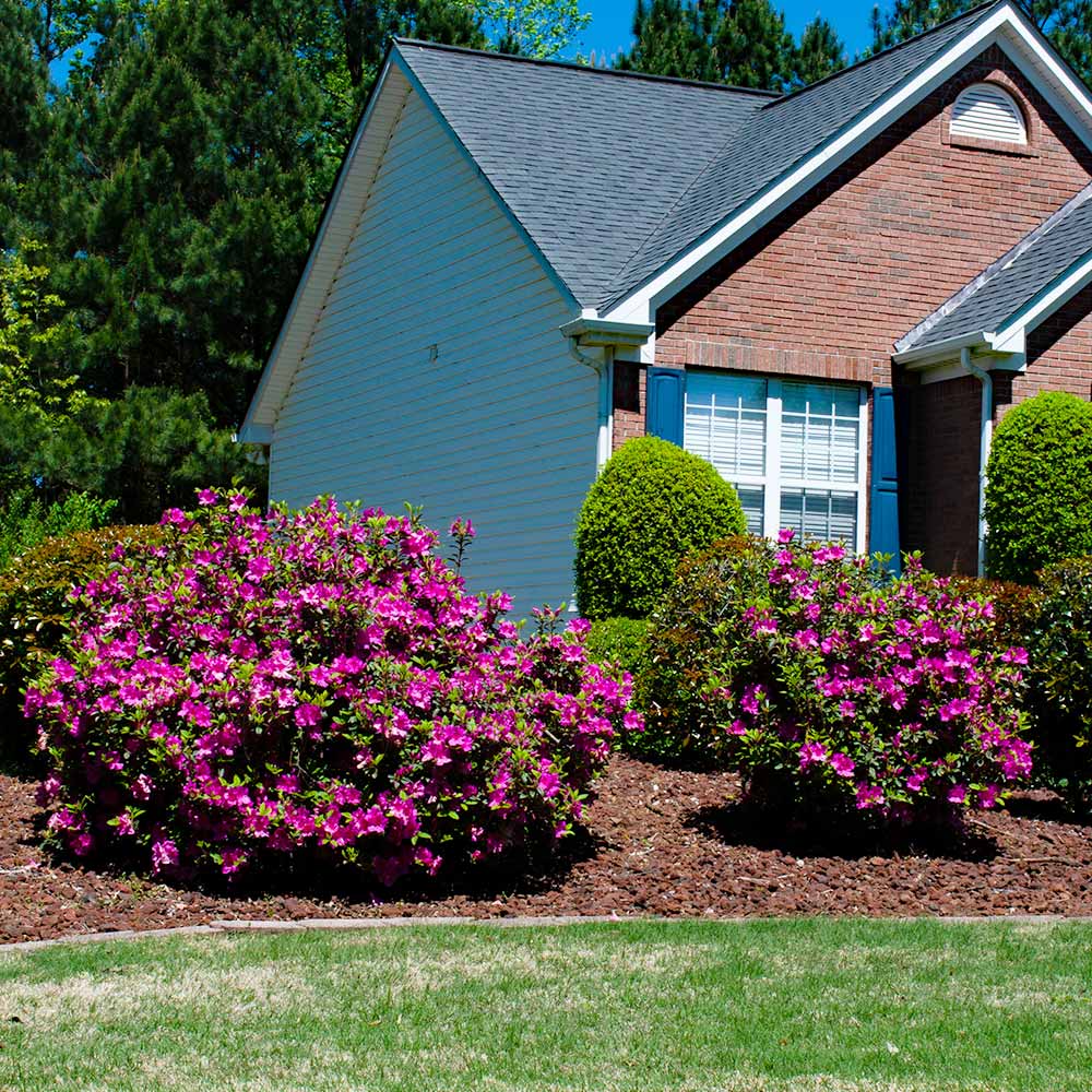 autumn encore azalea