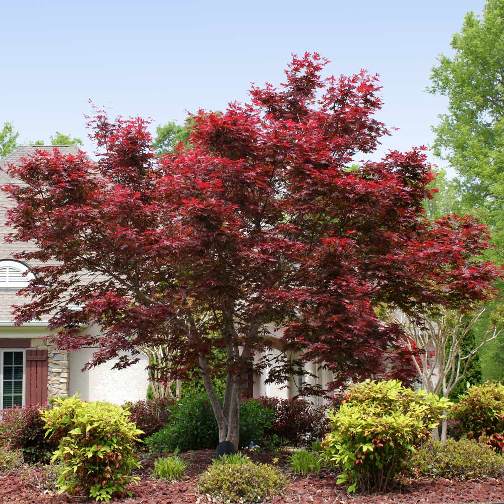 red maple tree growth rate