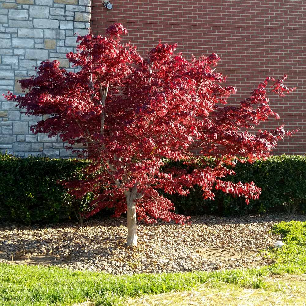 bloodgood dwarf japanese maple