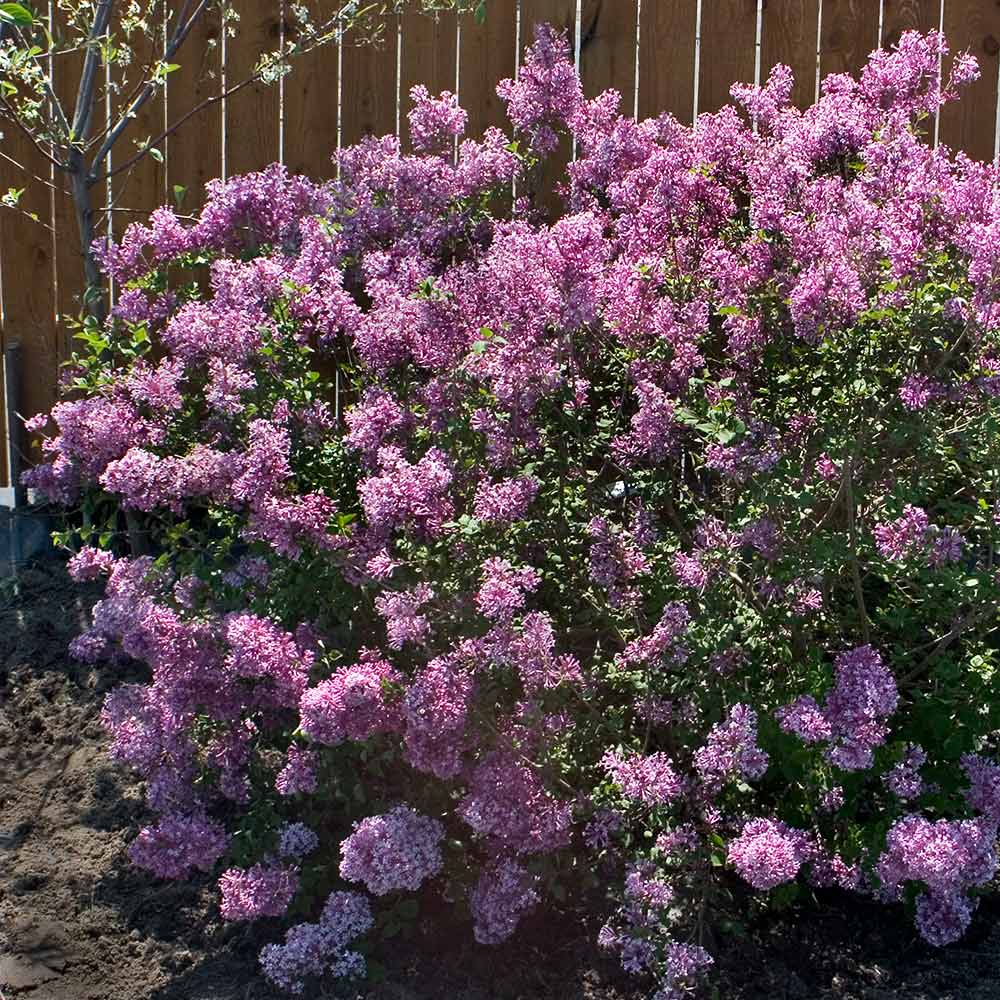 Image of Lilacs blooming shrub