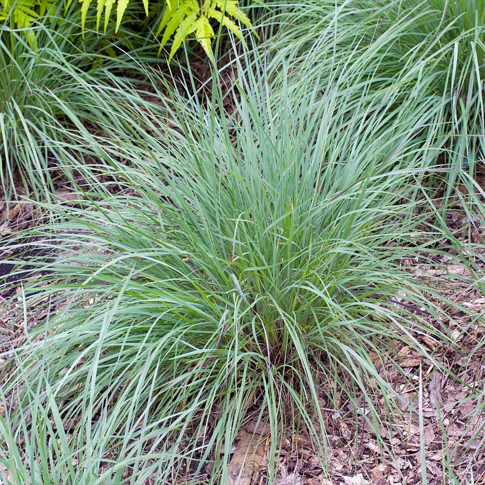 florida blue stem grass