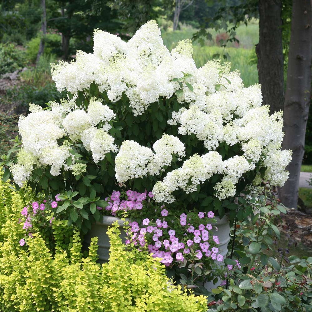 Image of Bobo hardy hydrangea shrub in vase