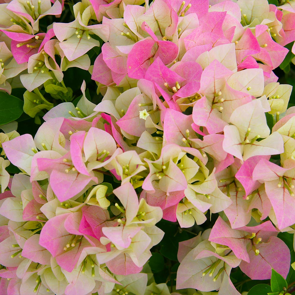 Imperial Thai Delight Bougainvillea