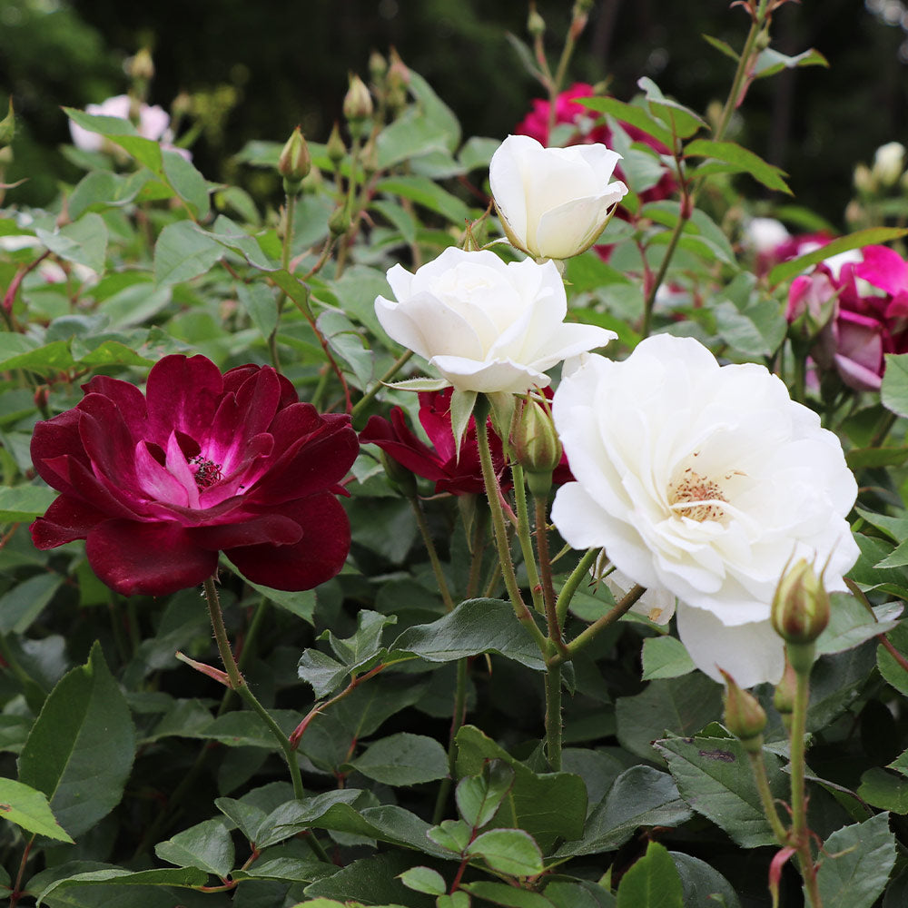 burgundy iceberg rose tree