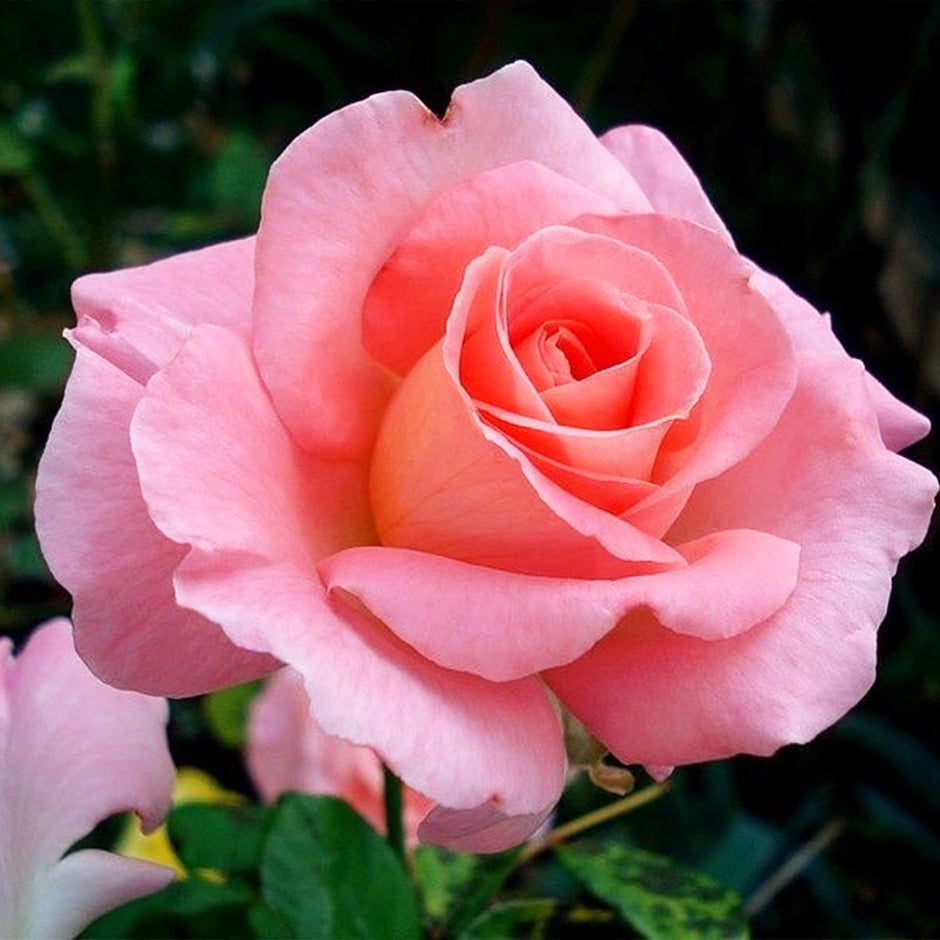 Cherish Rose Trees for Sale | BrighterBlooms.com