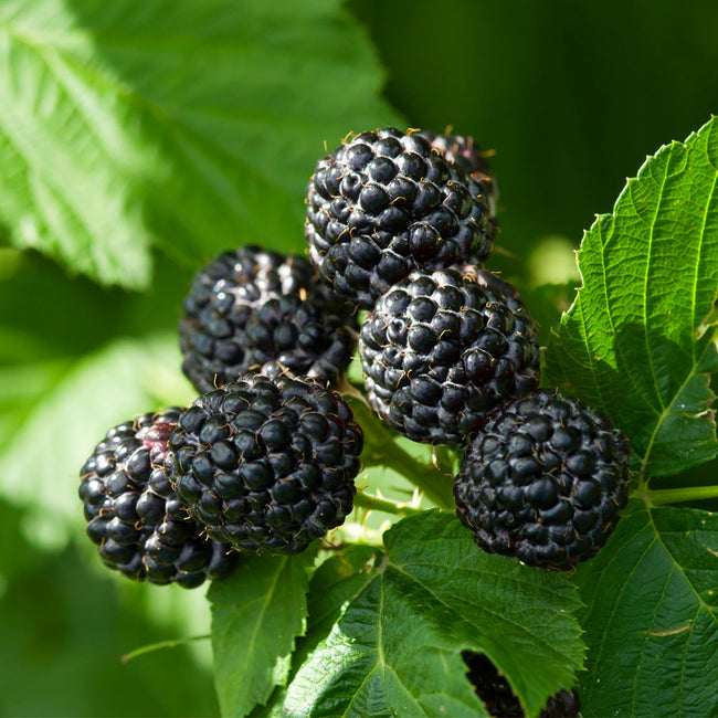 Black Raspberry Bushes for Sale | BrighterBlooms.com