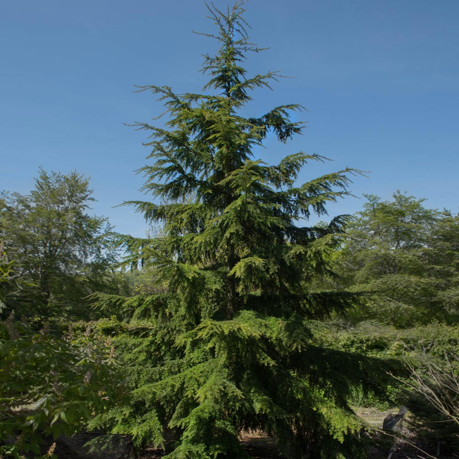 Canadian Hemlock Trees for Sale | BrighterBlooms.com
