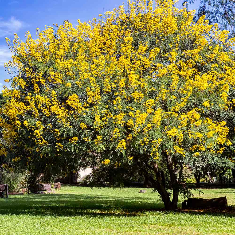 Cassia Trees For Sale 