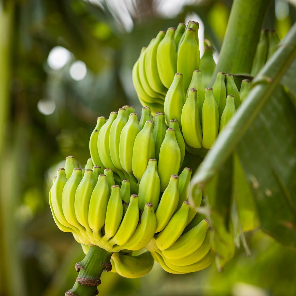 Dwarf Cavendish Banana Trees For Sale Brighterblooms Com