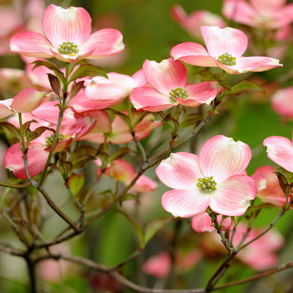 pictures of cherokee brave dogwood
