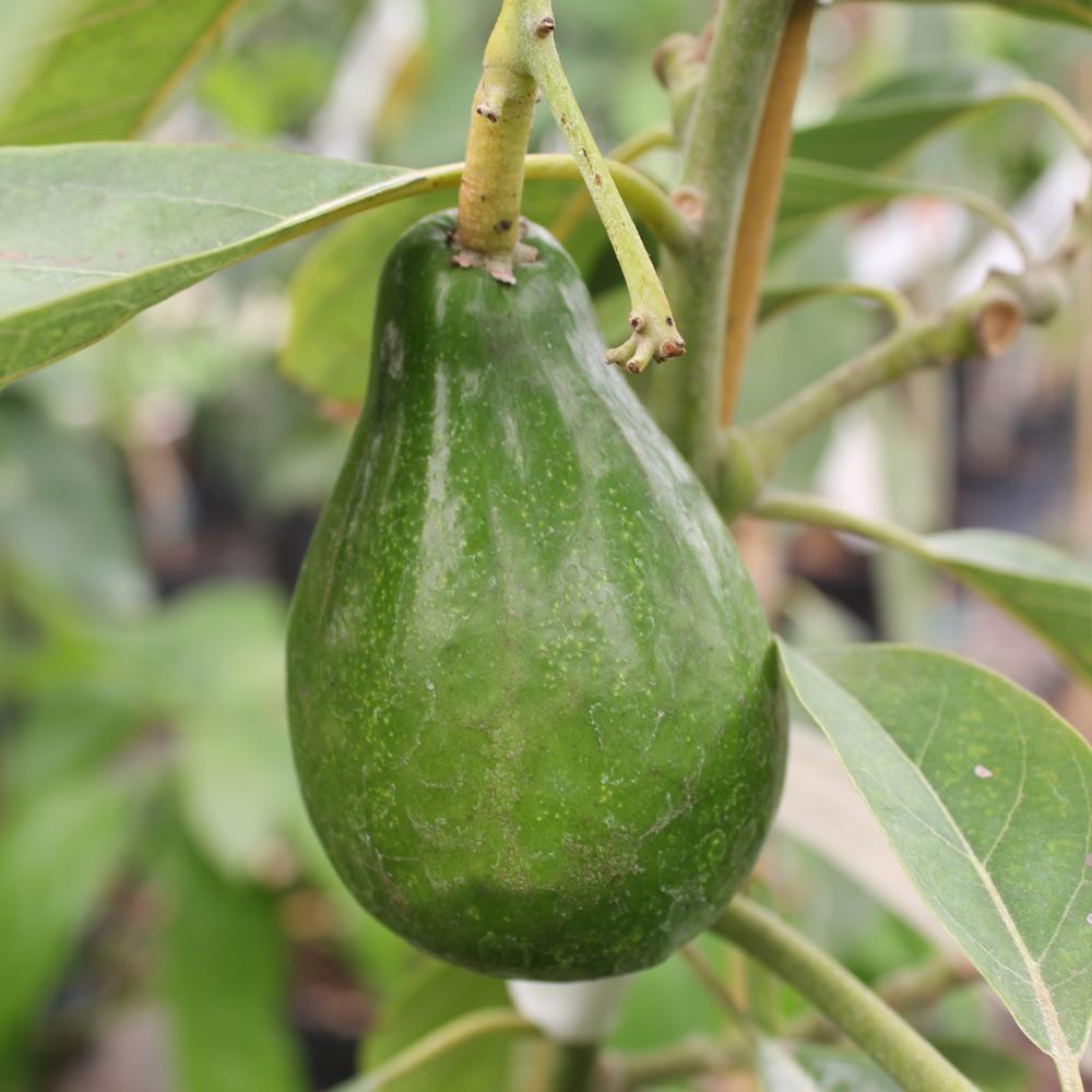 Cold Hardy Avocado Trees For Sale