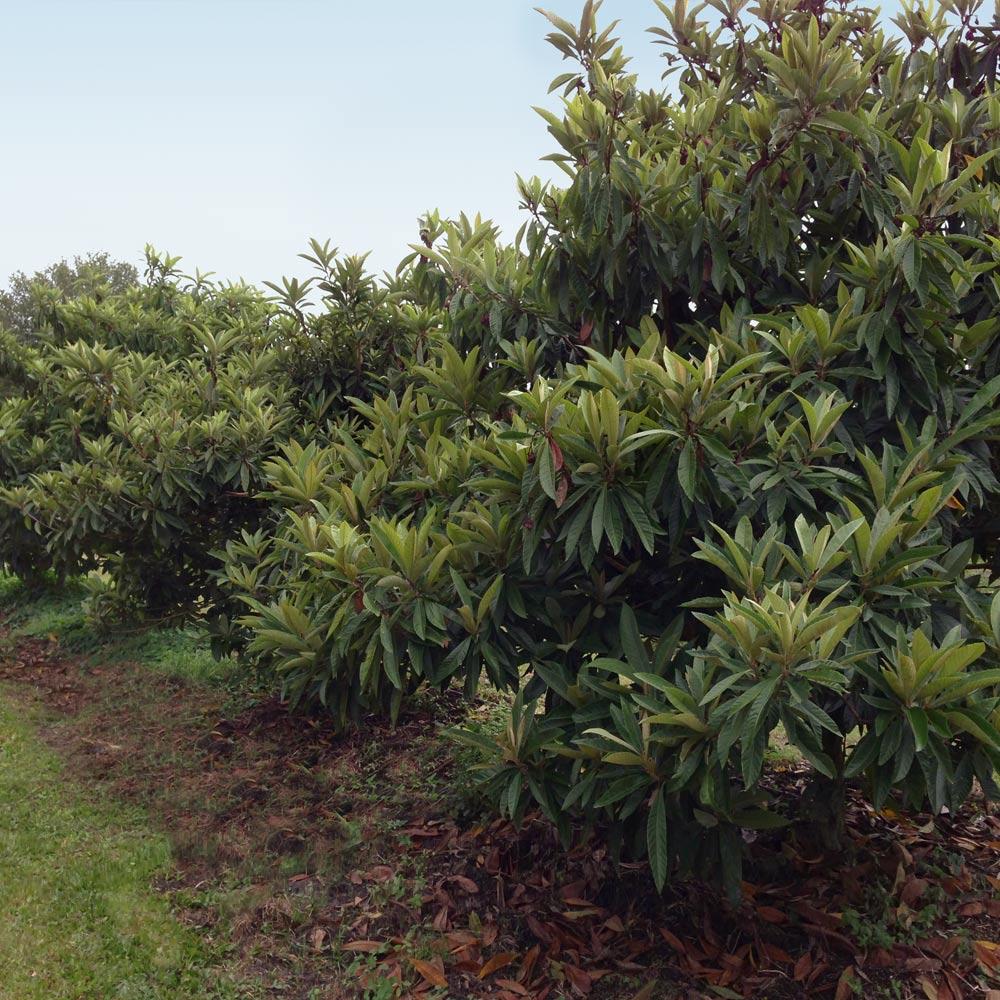 Cold Hardy Avocado Trees For Sale