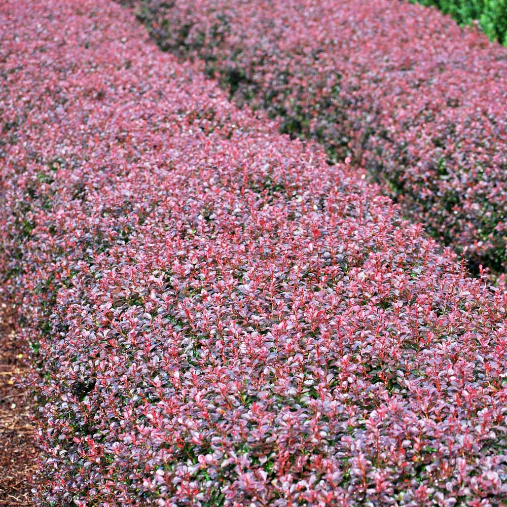 Image of Crimson barberry bush as a food source for birds