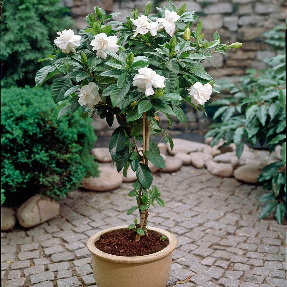 Gardenia plants for sale Idea