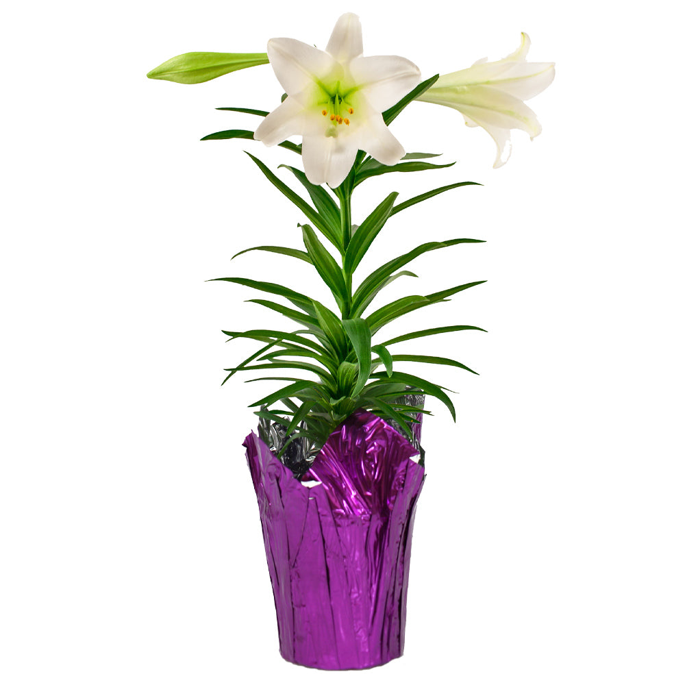  Easter Lily Plant  for Sale BrighterBlooms com