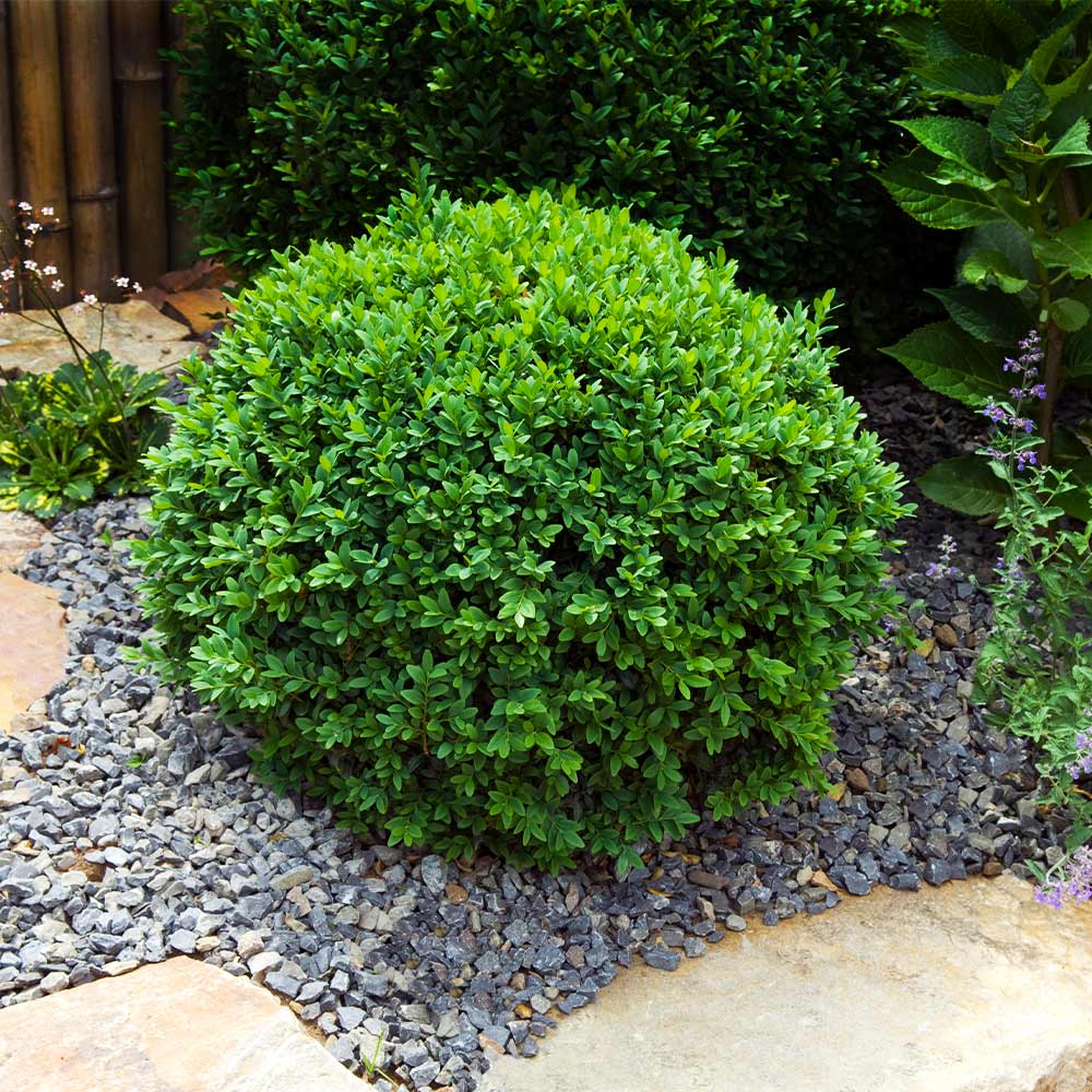 Image of English boxwood bush