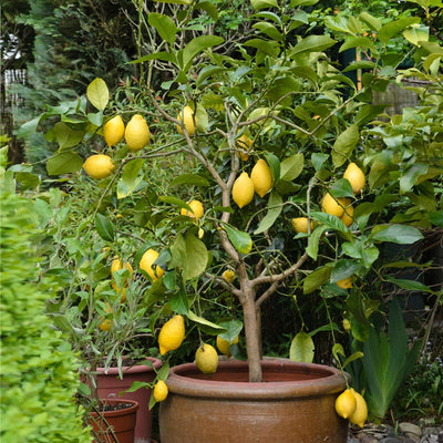 lemon tree