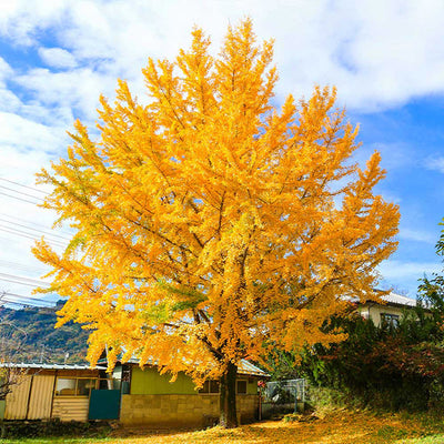 Quaking Aspen Tree for Sale – Grows Fast - PlantingTree
